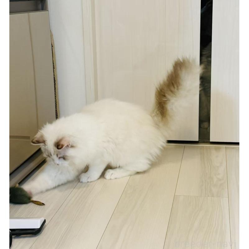 商談中の東京都のラグドール-137702の3枚目