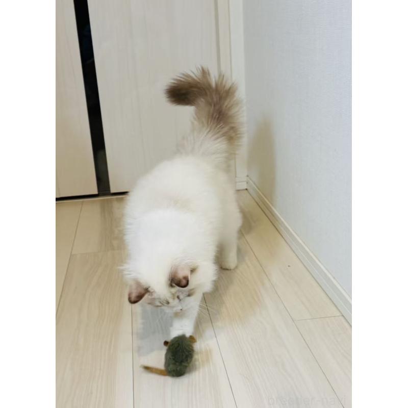 商談中の東京都のラグドール-137702の2枚目