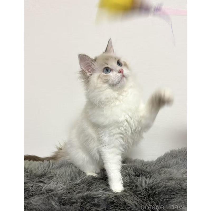 販売中の東京都のラグドール-137703の8枚目