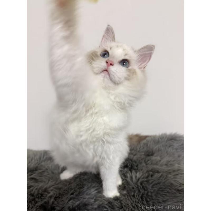 販売中の東京都のラグドール-137703の7枚目