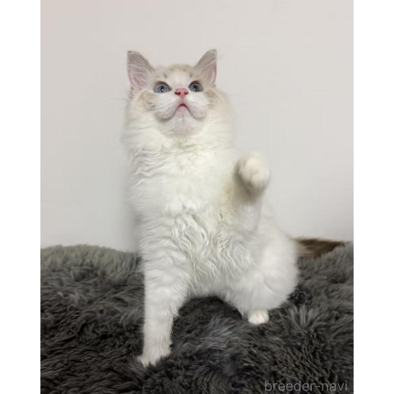 販売中の東京都のラグドール-137703の6枚目