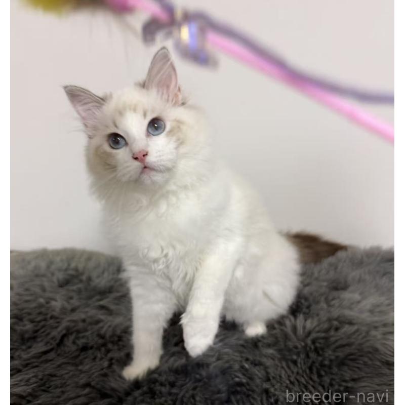 販売中の東京都のラグドール-137703の5枚目