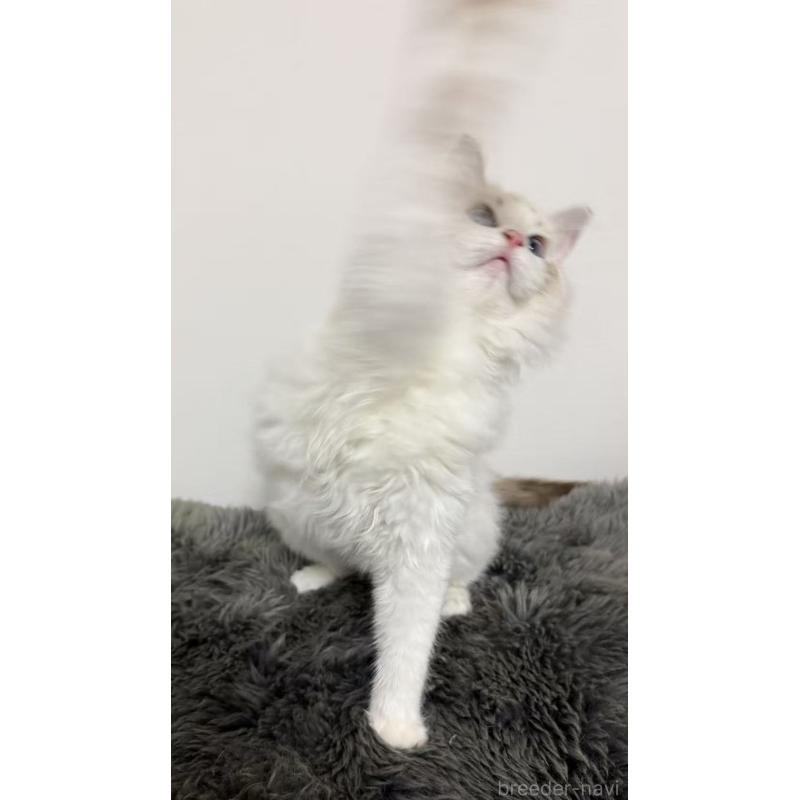 販売中の東京都のラグドール-137703の4枚目