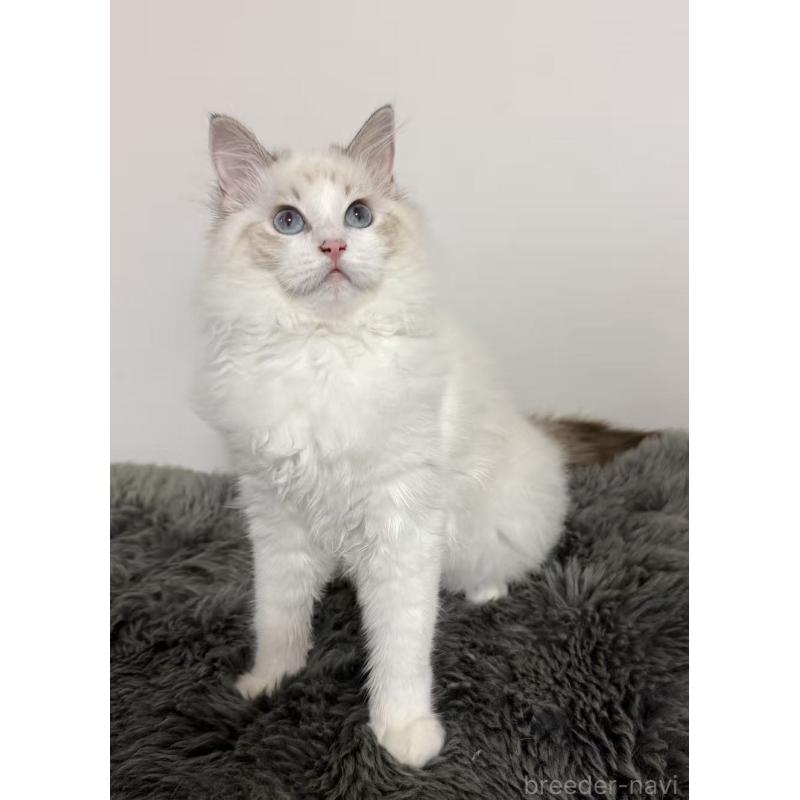 販売中の東京都のラグドール-137703の2枚目