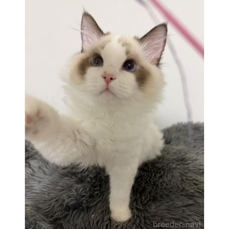 販売中の東京都のラグドール-137704の9枚目