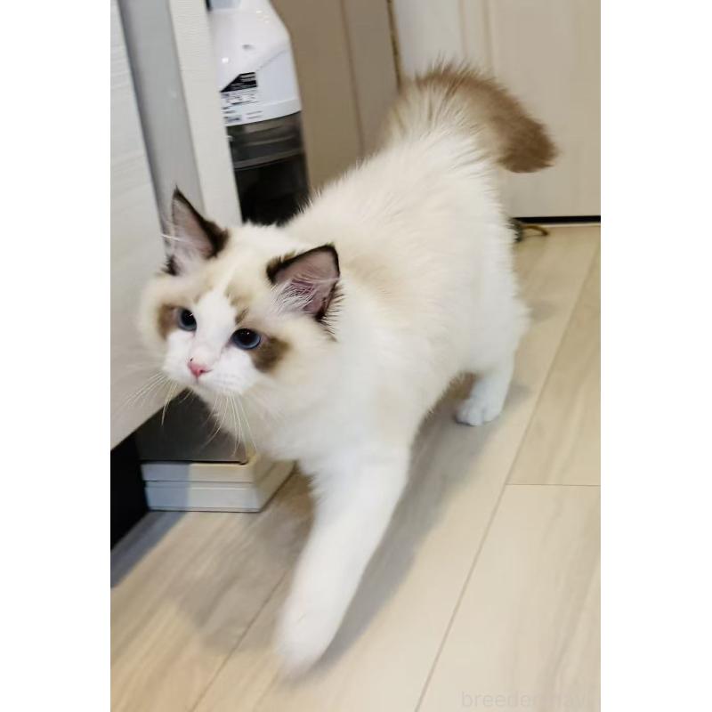 販売中の東京都のラグドール-137704の8枚目