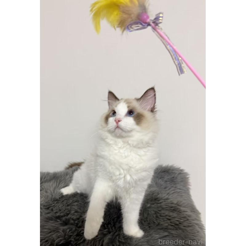 販売中の東京都のラグドール-137704の7枚目