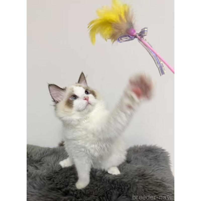 販売中の東京都のラグドール-137704の6枚目