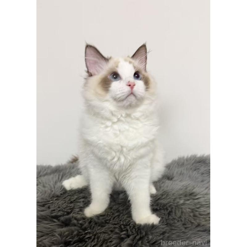 販売中の東京都のラグドール-137704の2枚目