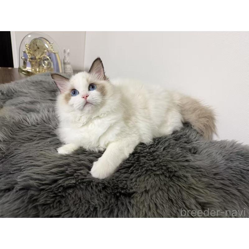 販売中の東京都のラグドール-137705の10枚目