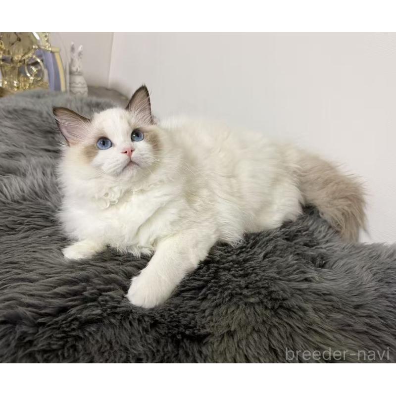 販売中の東京都のラグドール-137705の9枚目