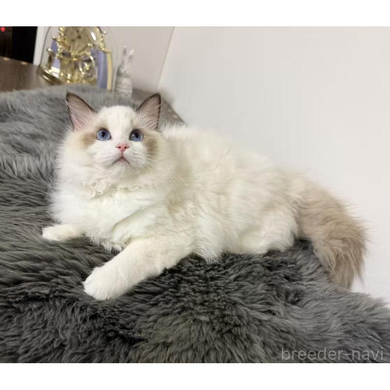 販売中の東京都のラグドール-137705の8枚目