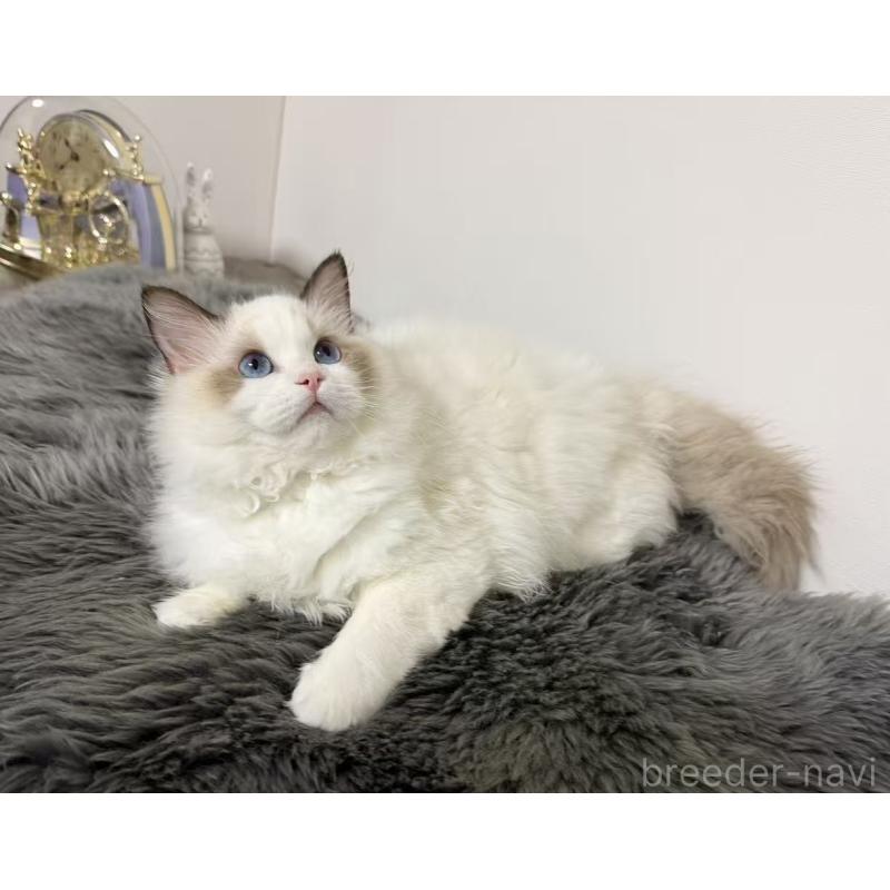 販売中の東京都のラグドール-137705の7枚目