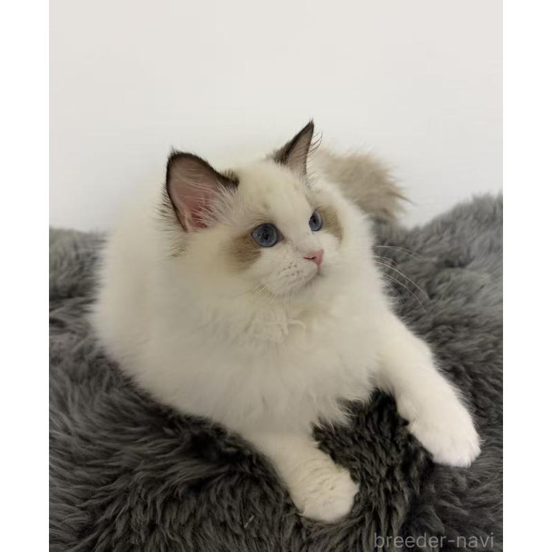 販売中の東京都のラグドール-137705の6枚目