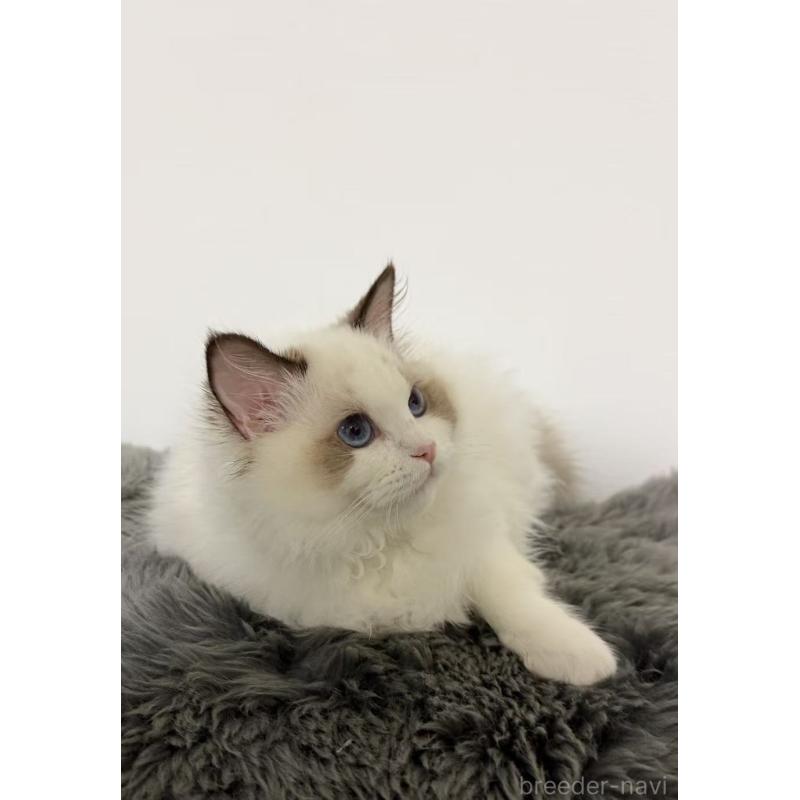 販売中の東京都のラグドール-137705の5枚目