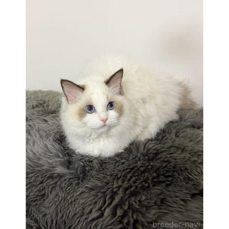 販売中の東京都のラグドール-137705の4枚目