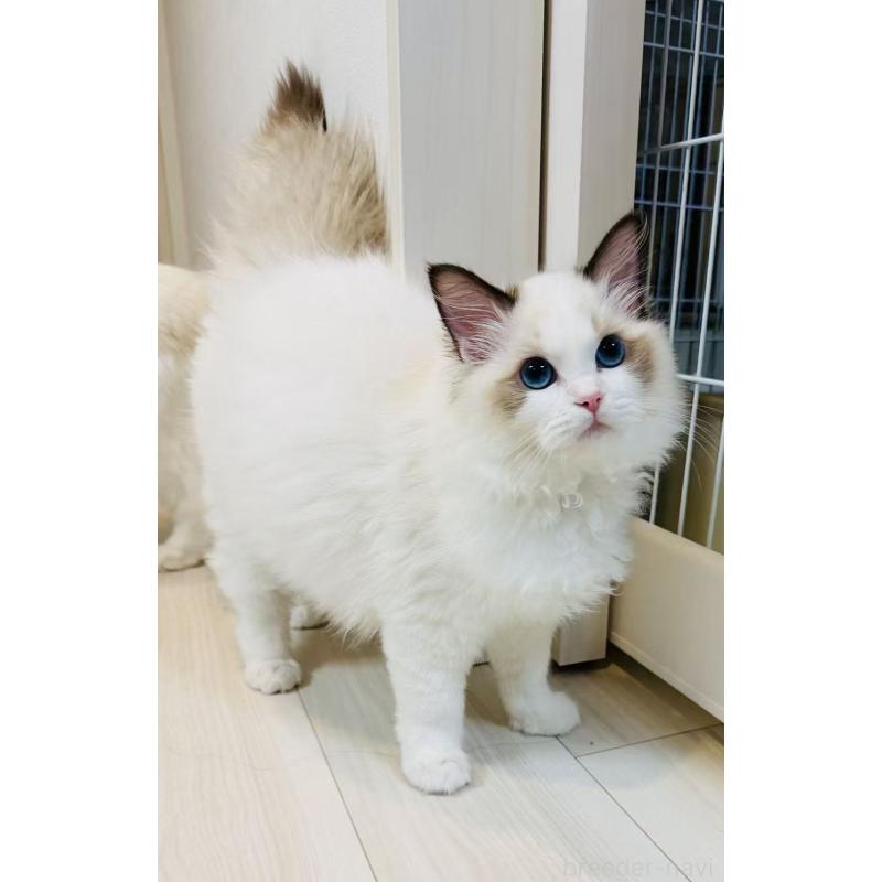 販売中の東京都のラグドール-137705の2枚目