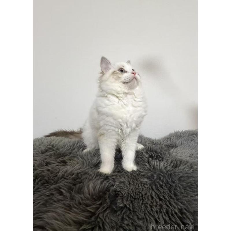 販売中の東京都のラグドール-137706の7枚目