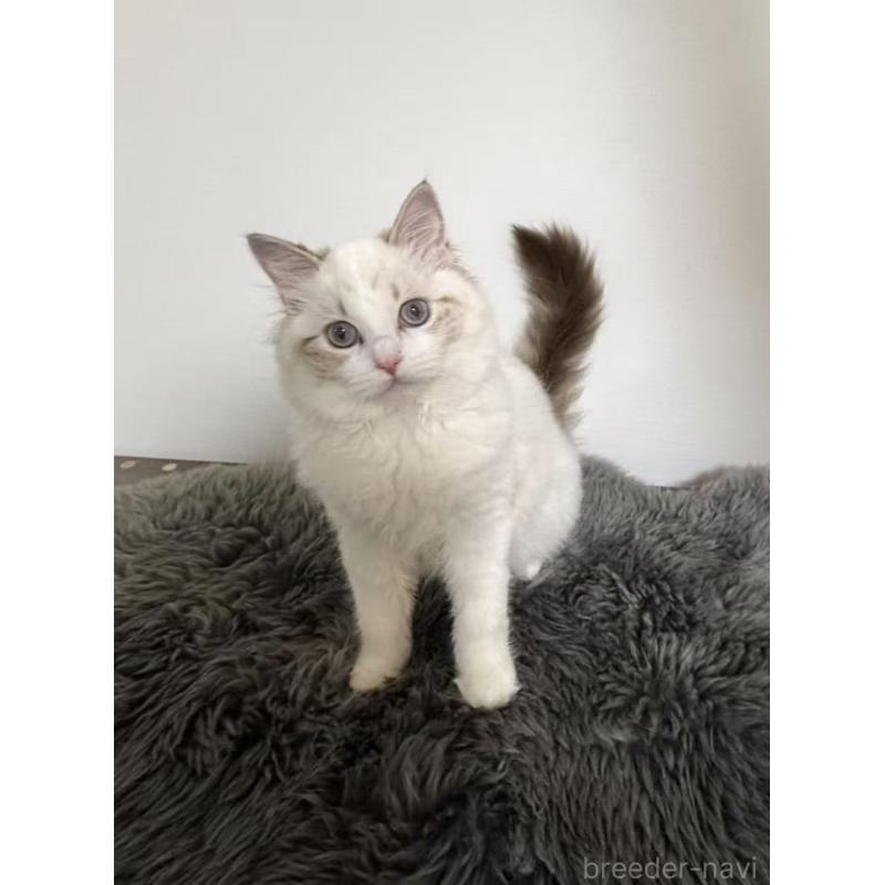 販売中の東京都のラグドール-137706の6枚目