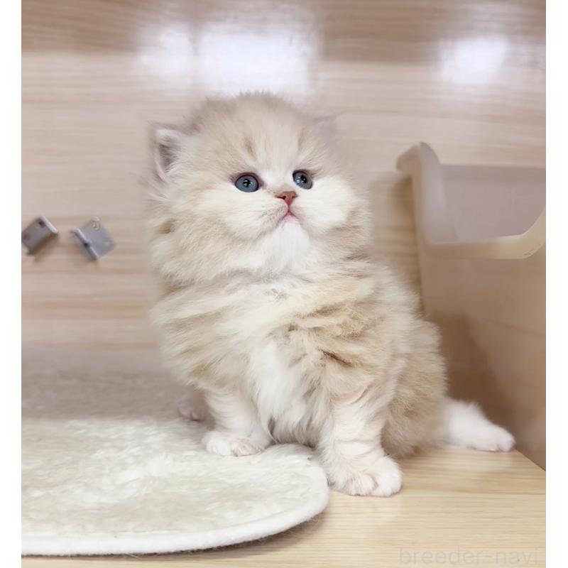 販売中の静岡県のミヌエット-137707の5枚目