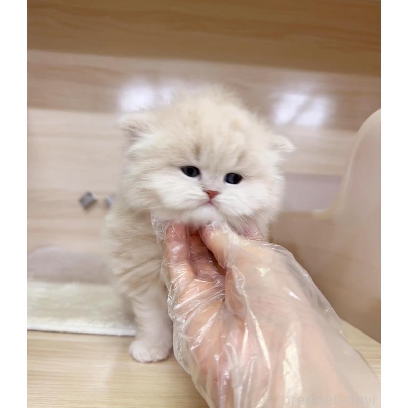 販売中の静岡県のミヌエット-137707の3枚目