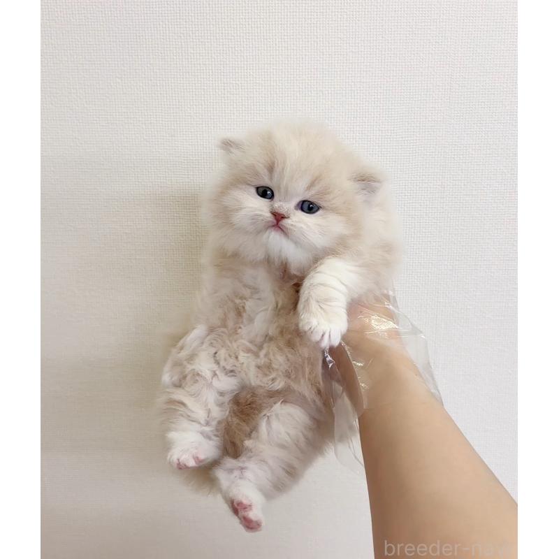 販売中の静岡県のミヌエット-137707の2枚目