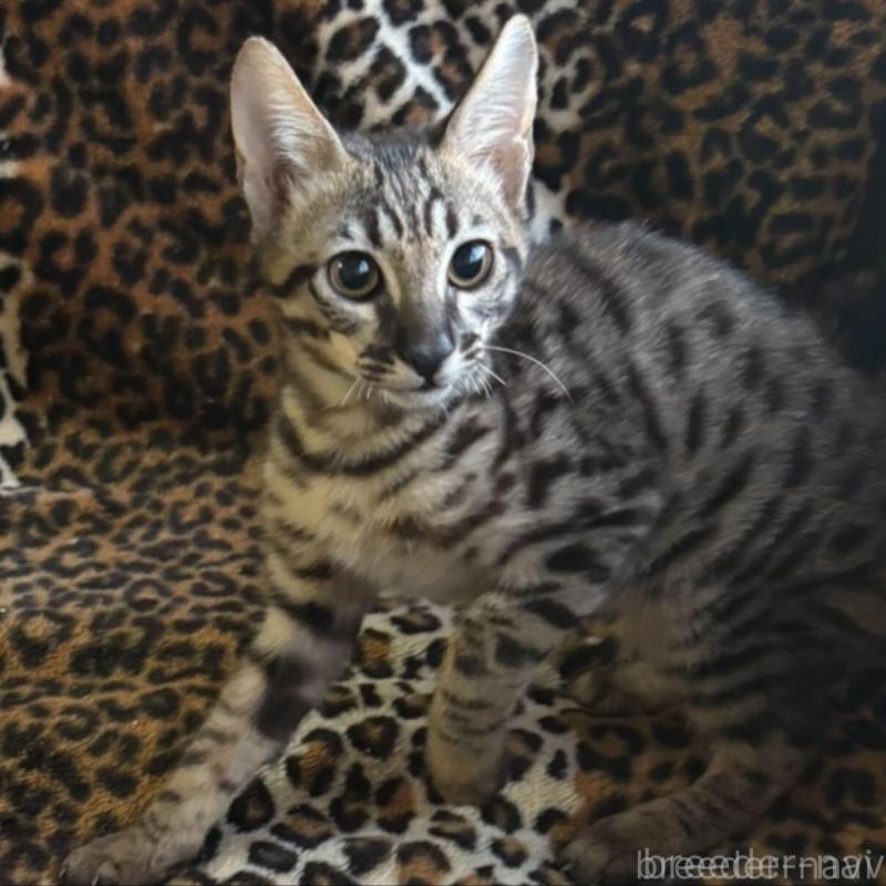 販売中の愛知県のサバンナキャット-137714の2枚目