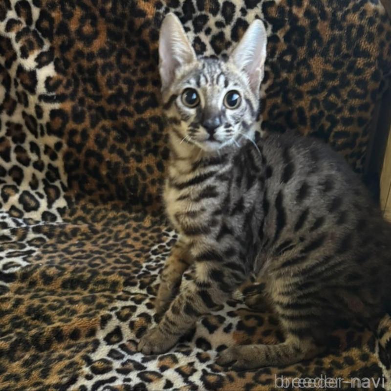 販売中の愛知県のサバンナキャット-137714の1枚目