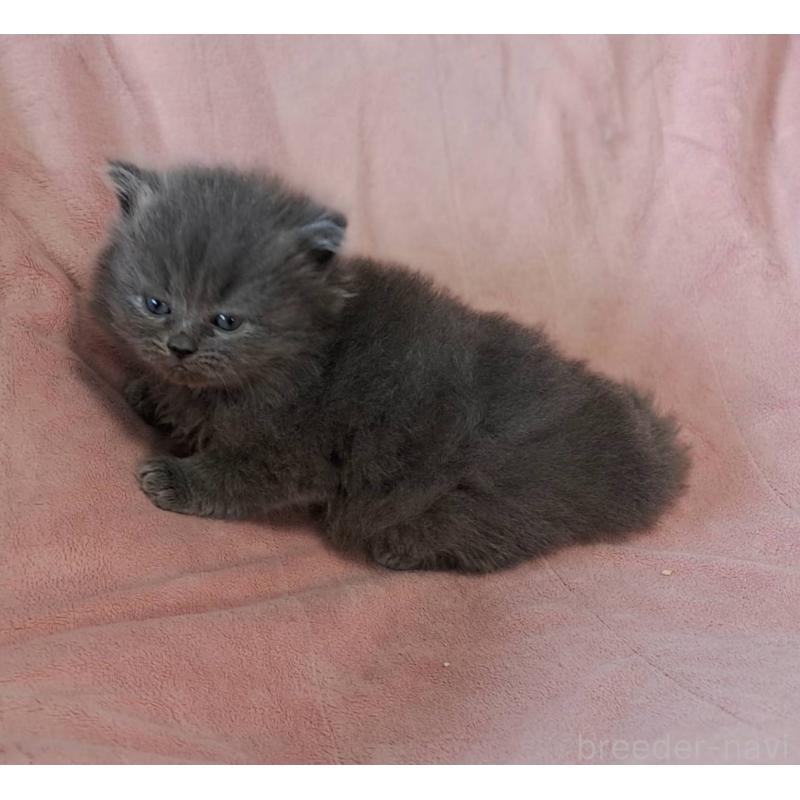 販売中の茨城県のミヌエット-137716の5枚目