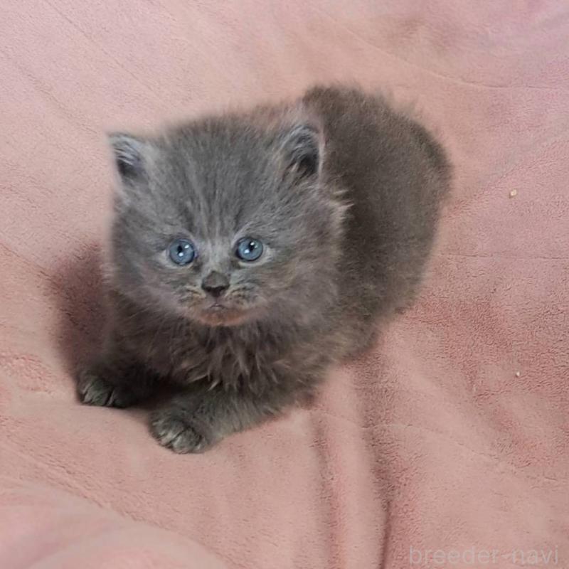 販売中の茨城県のミヌエット-137716の4枚目