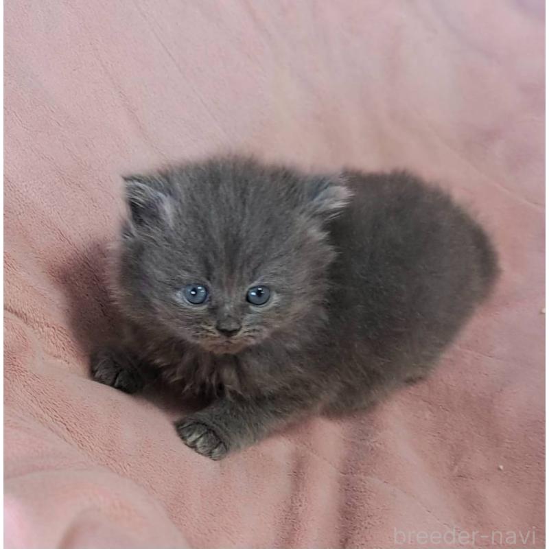 販売中の茨城県のミヌエット-137716の3枚目