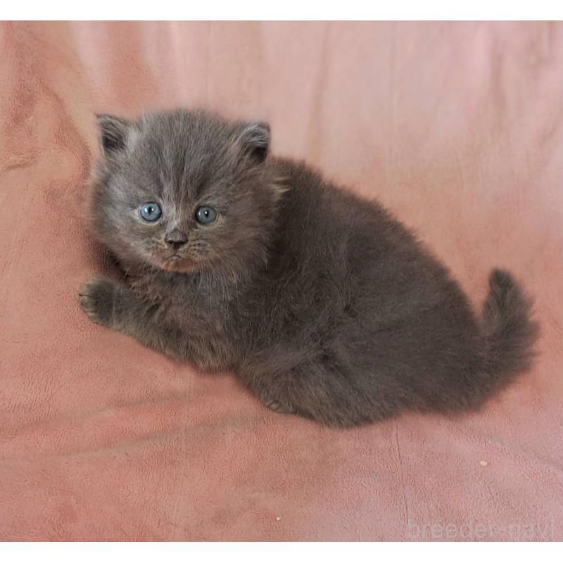 販売中の茨城県のミヌエット-137716の2枚目