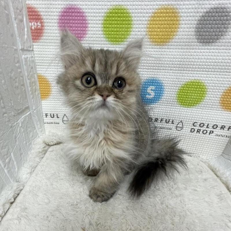 販売中の鳥取県のペルシャ(チンチラ)-137717の1枚目