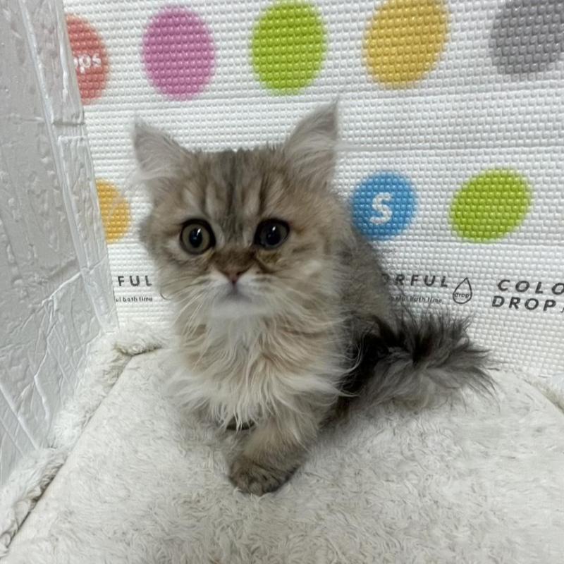 販売中の鳥取県のペルシャ(チンチラ)-137717の8枚目