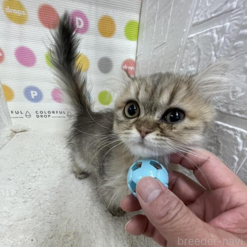 販売中の鳥取県のペルシャ(チンチラ)-137717の7枚目