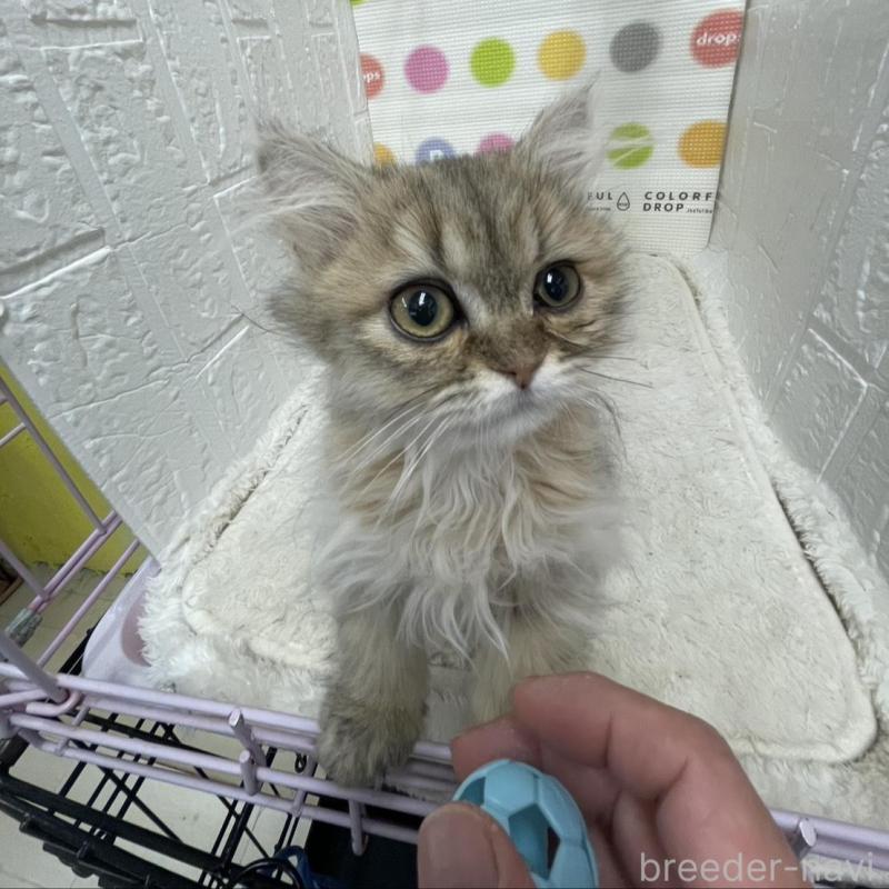 販売中の鳥取県のペルシャ(チンチラ)-137717の6枚目