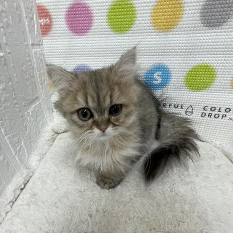 販売中の鳥取県のペルシャ(チンチラ)-137717の5枚目