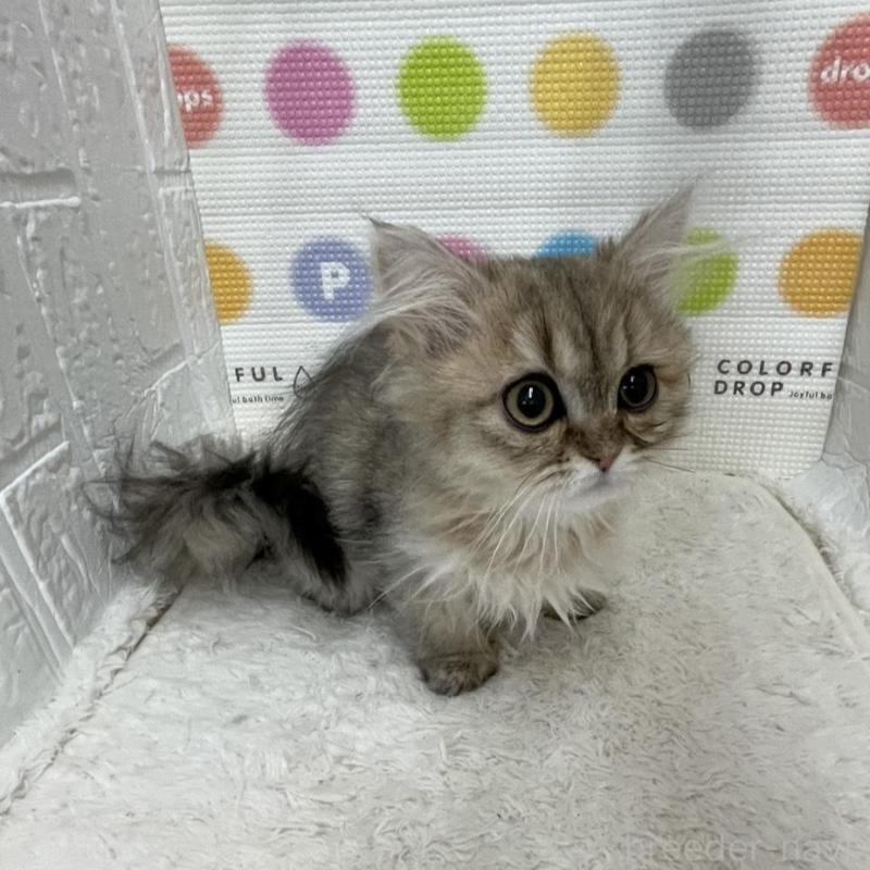 販売中の鳥取県のペルシャ(チンチラ)-137717の2枚目