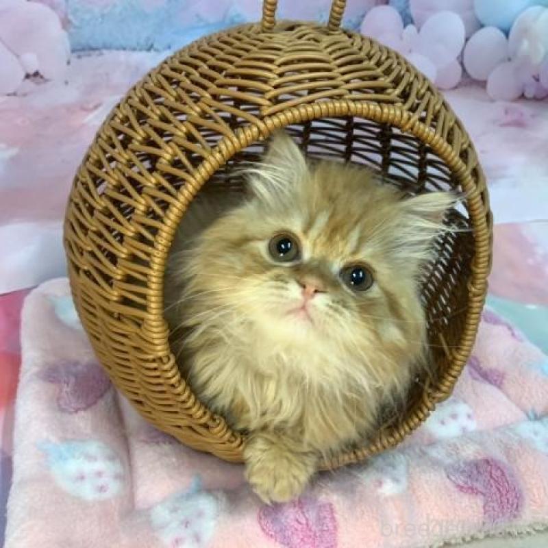 販売中の大阪府のマンチカン(短足)-137718の6枚目