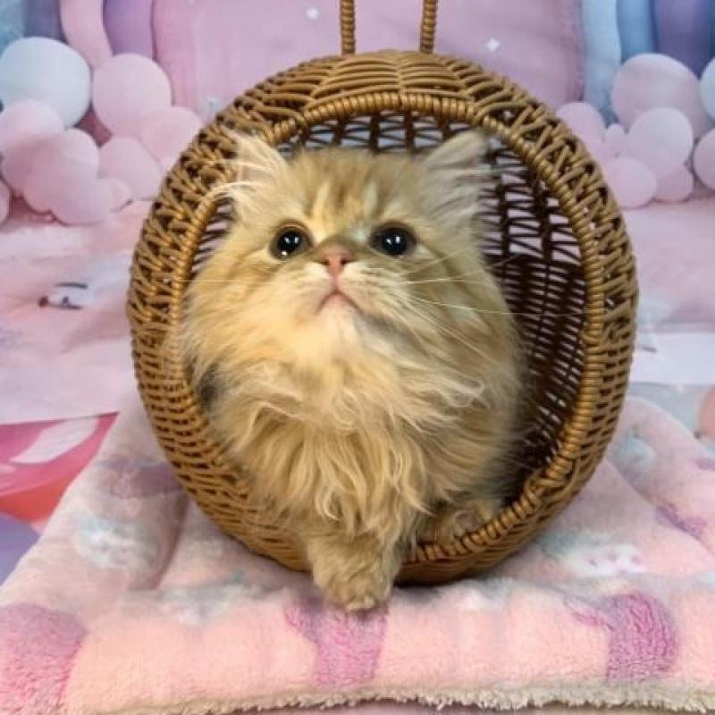 販売中の大阪府のマンチカン(短足)-137718の5枚目