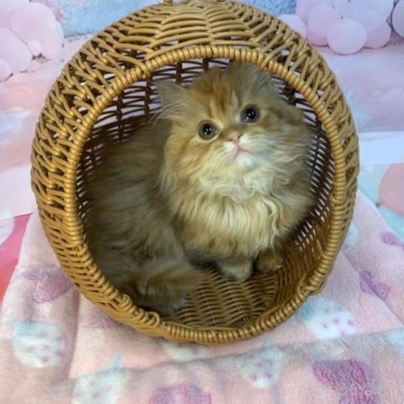 販売中の大阪府のマンチカン(短足)-137718の3枚目