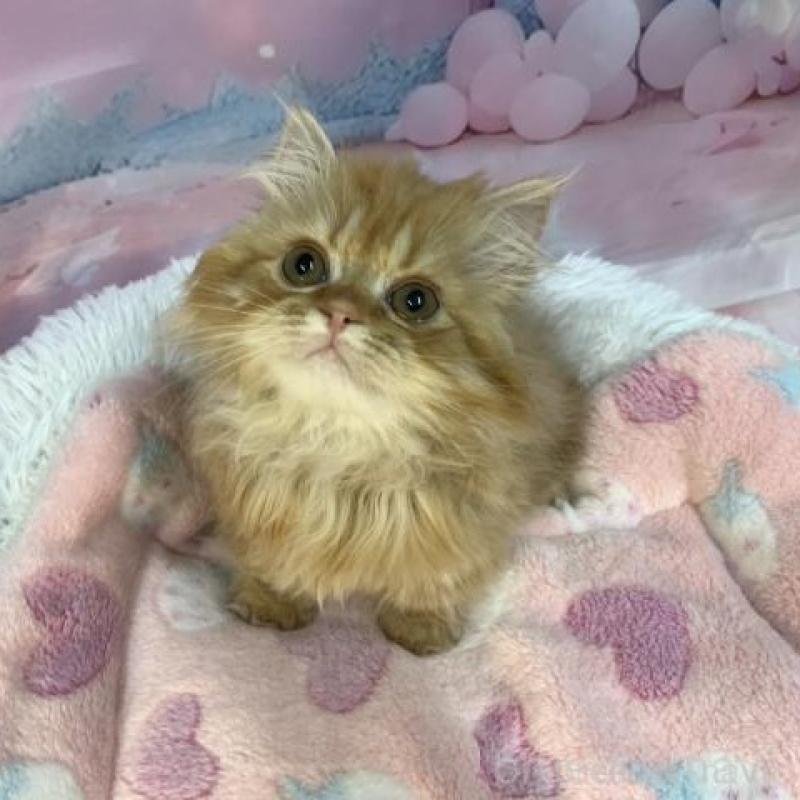 販売中の大阪府のマンチカン(短足)-137718の2枚目