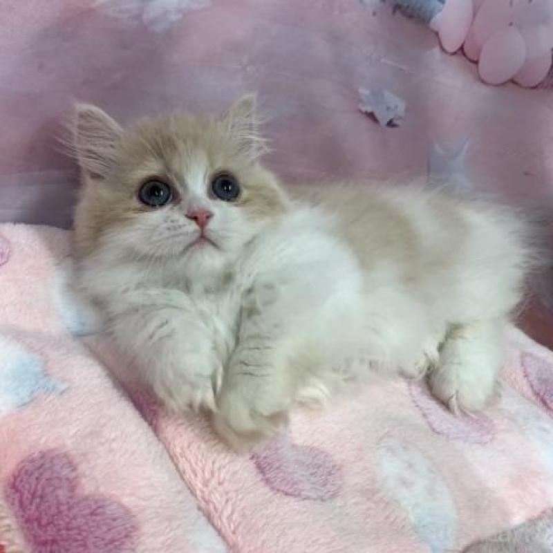 販売中の大阪府のマンチカン(短足)-137719の6枚目