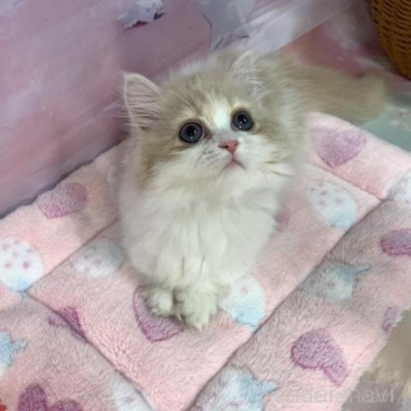 販売中の大阪府のマンチカン(短足)-137719の5枚目