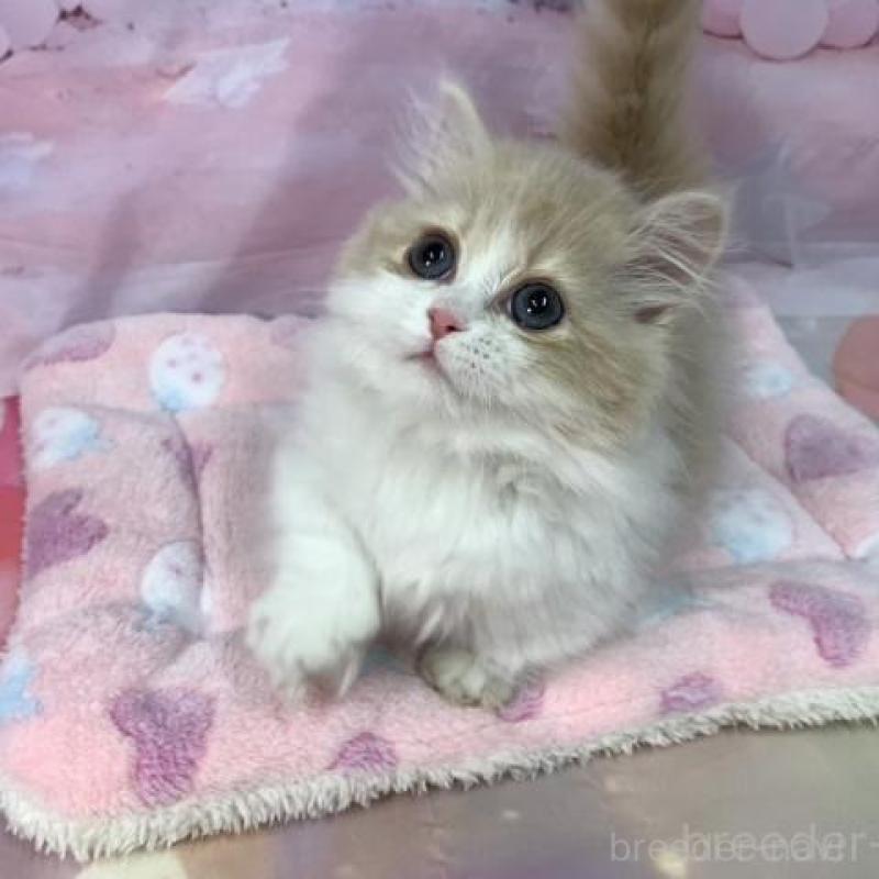 販売中の大阪府のマンチカン(短足)-137719の4枚目