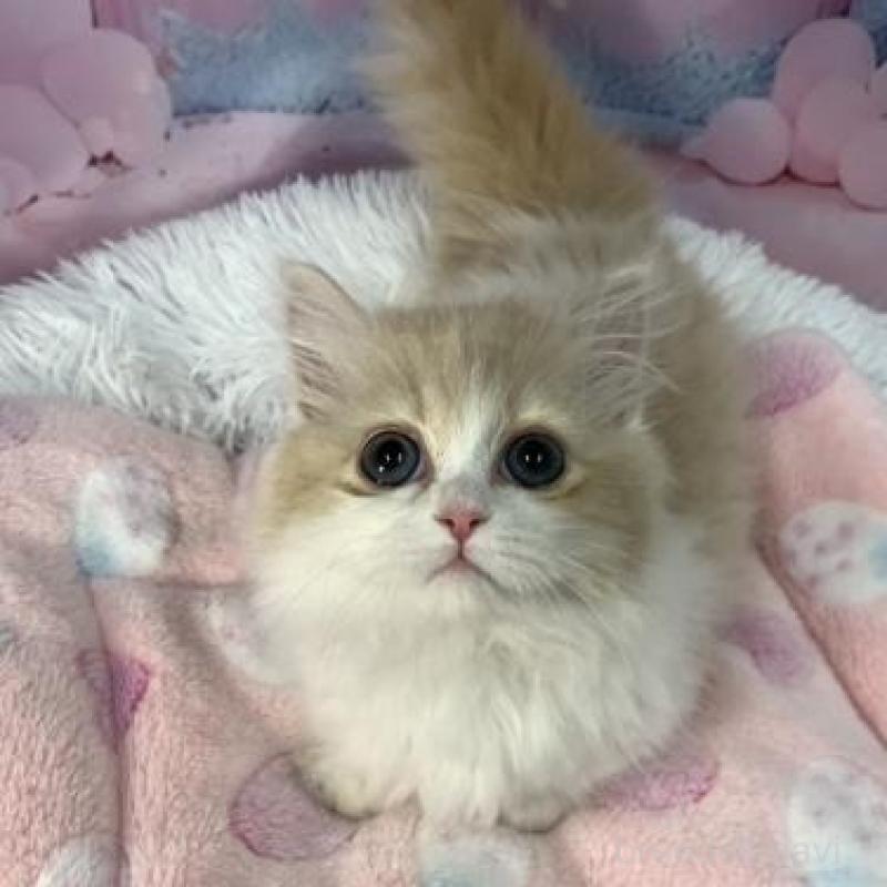 販売中の大阪府のマンチカン(短足)-137719の3枚目