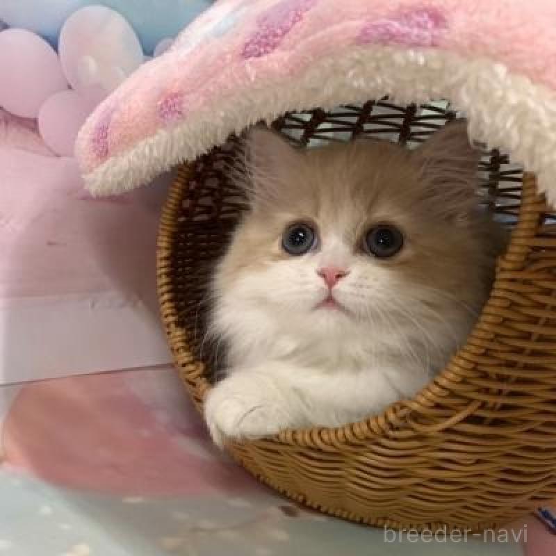 販売中の大阪府のマンチカン(短足)-137719の2枚目