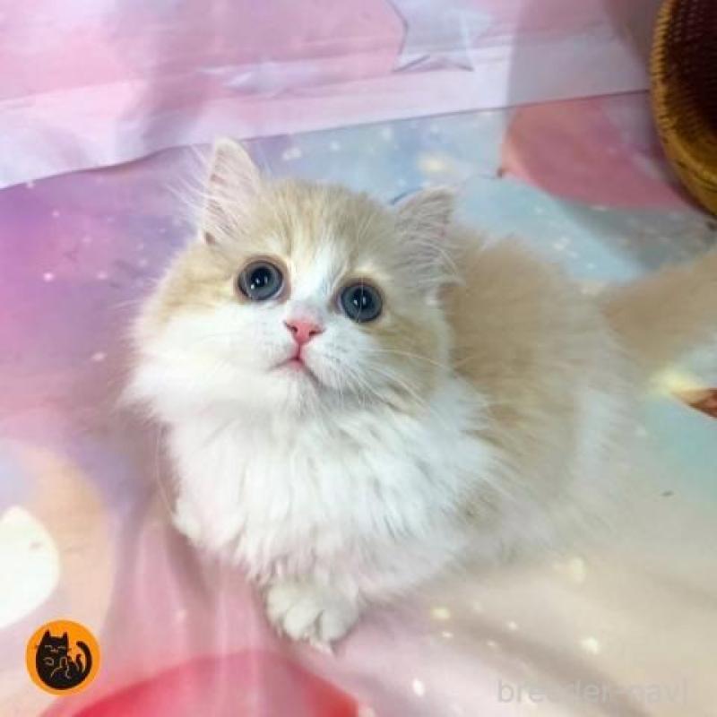 販売中の大阪府のマンチカン(短足)-137719