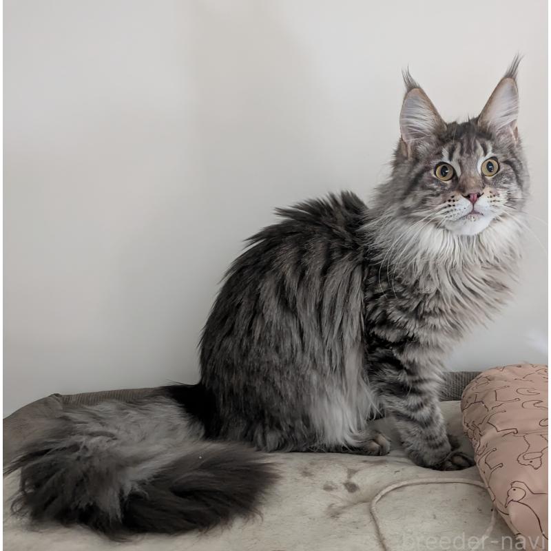 販売中の埼玉県のメインクーン-134877の3枚目