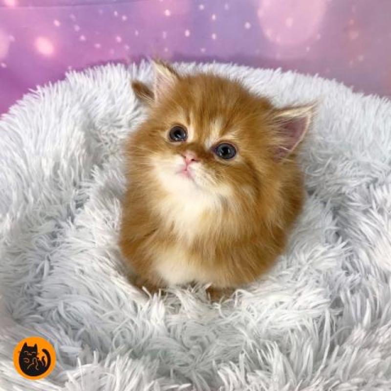 販売中の大阪府のマンチカン(短足)-137720